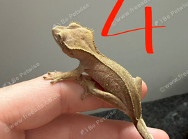 phantom Baby crested gecko