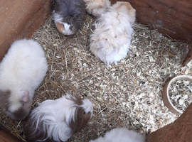 Female baby guineapigs
