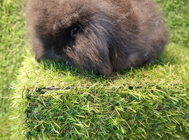 TEDDYWIDDER