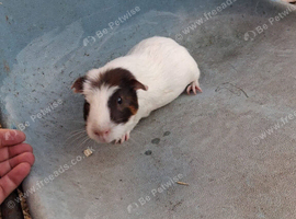 Male guinea pigs