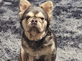 2 year old female fluffy frenchie
