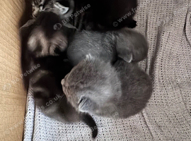 Gorgeous Kittens