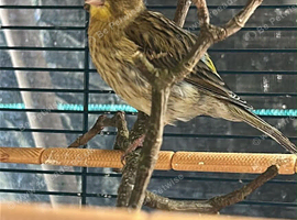 Canary