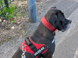 Cane Corso Female For Rehoming