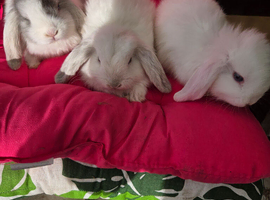 Gorgeous mini lops