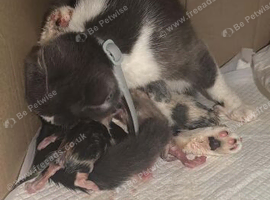 4 beautiful kittens