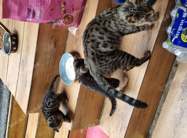 Tabby kittens