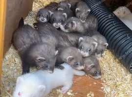 Ferret kits