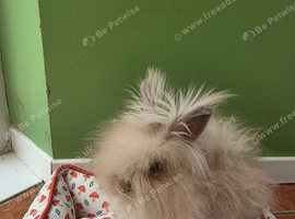 Lovely lionhead buck for 5 * home