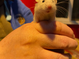 Mice Wanted