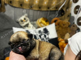 2 female pug puppies