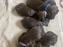 Cocker spaniel puppies