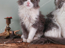 Ragcoon(Mainecoon x Ragdoll)  14 week kittens  2 female