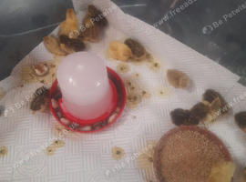 Button quail