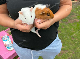 female guinea pig pair. 9 weeks old