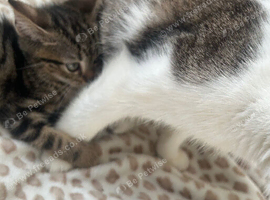Kittens still available