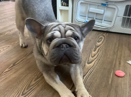 Lovly kc registered fawn girl