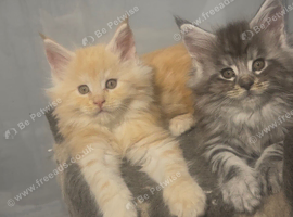 Maine coon kittens 3 left