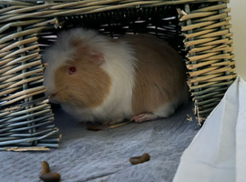Two male guinea pigs