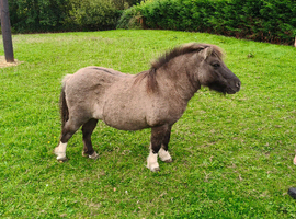 Black dun miniature shetland mare