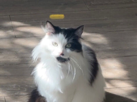 Long haired Cow Cat