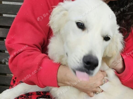 golden retriever