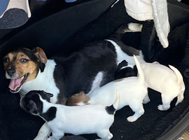 Jack Russell puppies