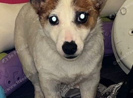 Jack Russell female puppy for sale