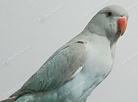 Indian Ringneck