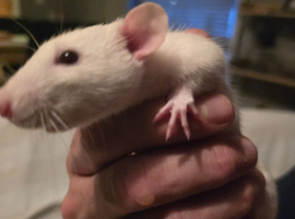 2 male rats