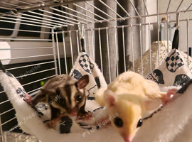 PAIR OF SUGAR GLIDERS WITH CAGE