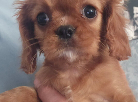 Ready now Health tested cavalier puppies