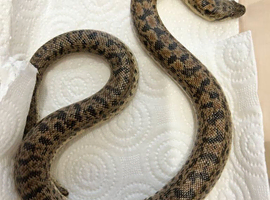 adult breeding pair of red tartar sand boas