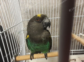 meyers parrot