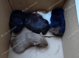 Baby guinea pigs