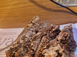 Baby Bearded Dragon