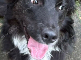 11 month male Border Collie x Golden Retriever