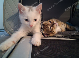 Last white male BSH kitten