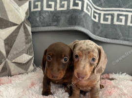 2 miniature dachshunds ready for their loving homes