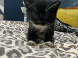 Kitten