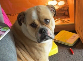 Female English Bulldog