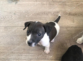 2 little boys looking for a loving home