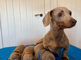 Miniature Dachshund Puppies