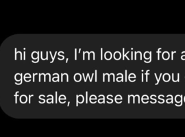 old german owl