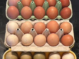 Hybrid fertile hen eggs