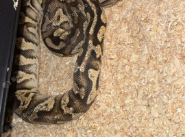Phantom Leo pastel