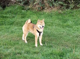 Proven KC reg red Shiba Inu stud