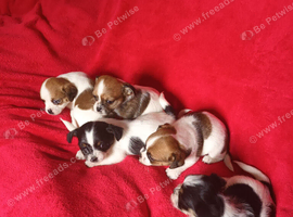 Litter of 5 x Small Jack Tzu Puppies 4 Girls 1 Boy