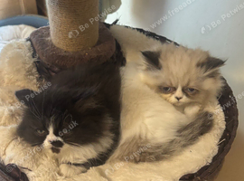 Pure bred Persian male kittens