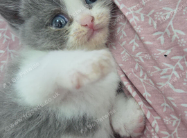 Cute persian kittens  ️